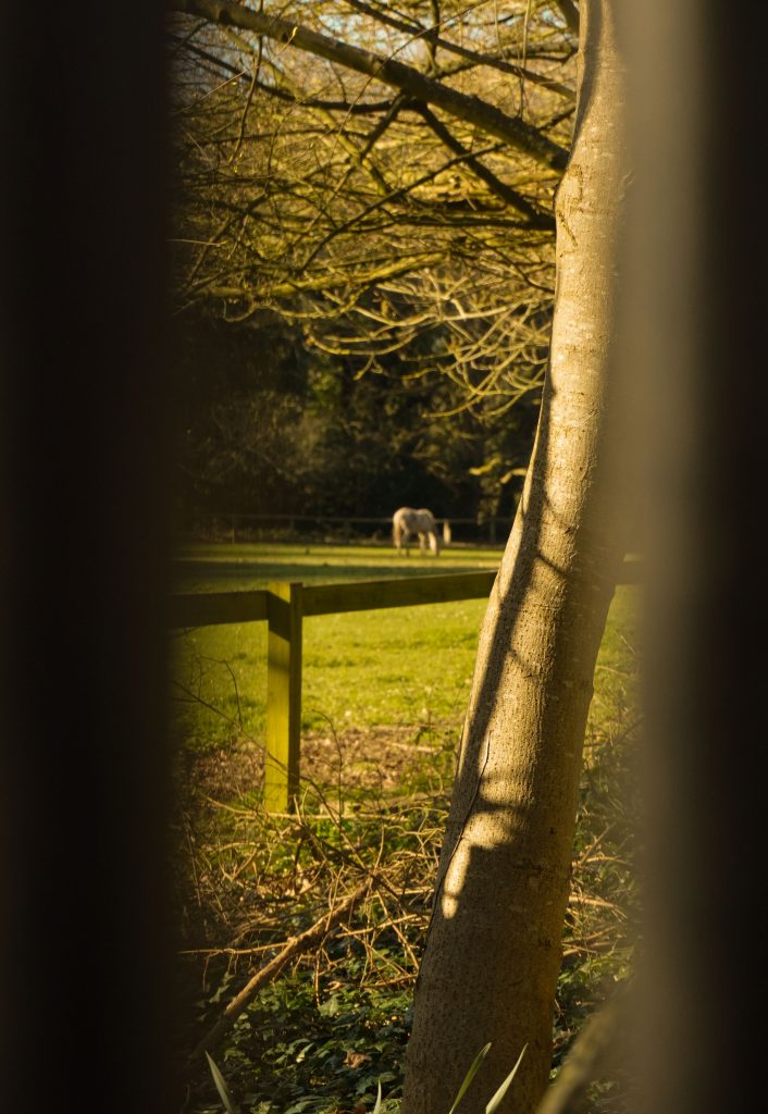 The future…